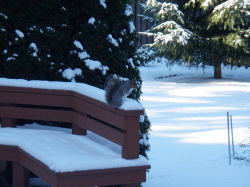 A squirrel gets in some snow time this afternoon in Bothell's Canyon Firs neighborhood.