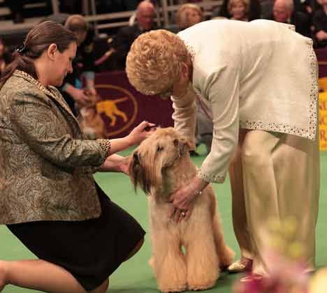 Bothell breeder/owner/handler Elena Landa (left) looks on as Loraine Boutwell of Kansas City