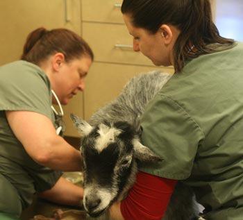 Veterinary technicians Jennifer Unick