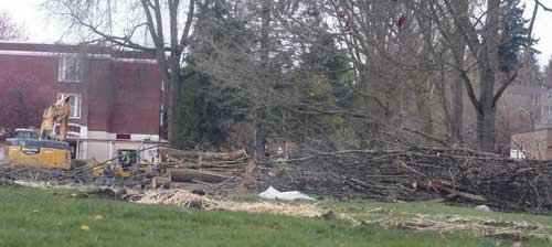 Workers remove trees on Bothell Way Northeast on a recent day.