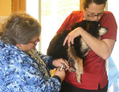 Bothell Dr. Tina Ellenbogen of Mobile Veterinary Services trims Jenny’s nails recently at owner Anna Neumann’s Lynnwood home. Jenny