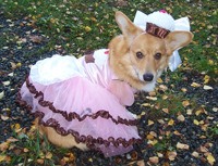 City of Kenmore hosts Dog-O-Ween contest.