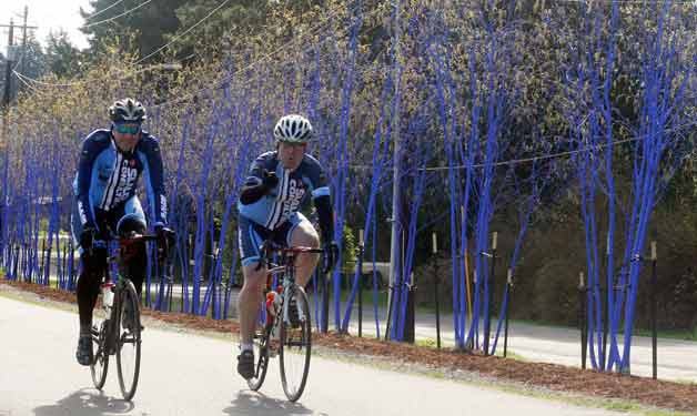 Cyclists ride on the Burke Gillman trial through Kenmore.