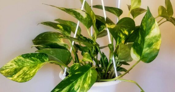 My first Marble Queen Pothos, named Frida. Photo by Bailey Jo Josie/Sound Publishing.