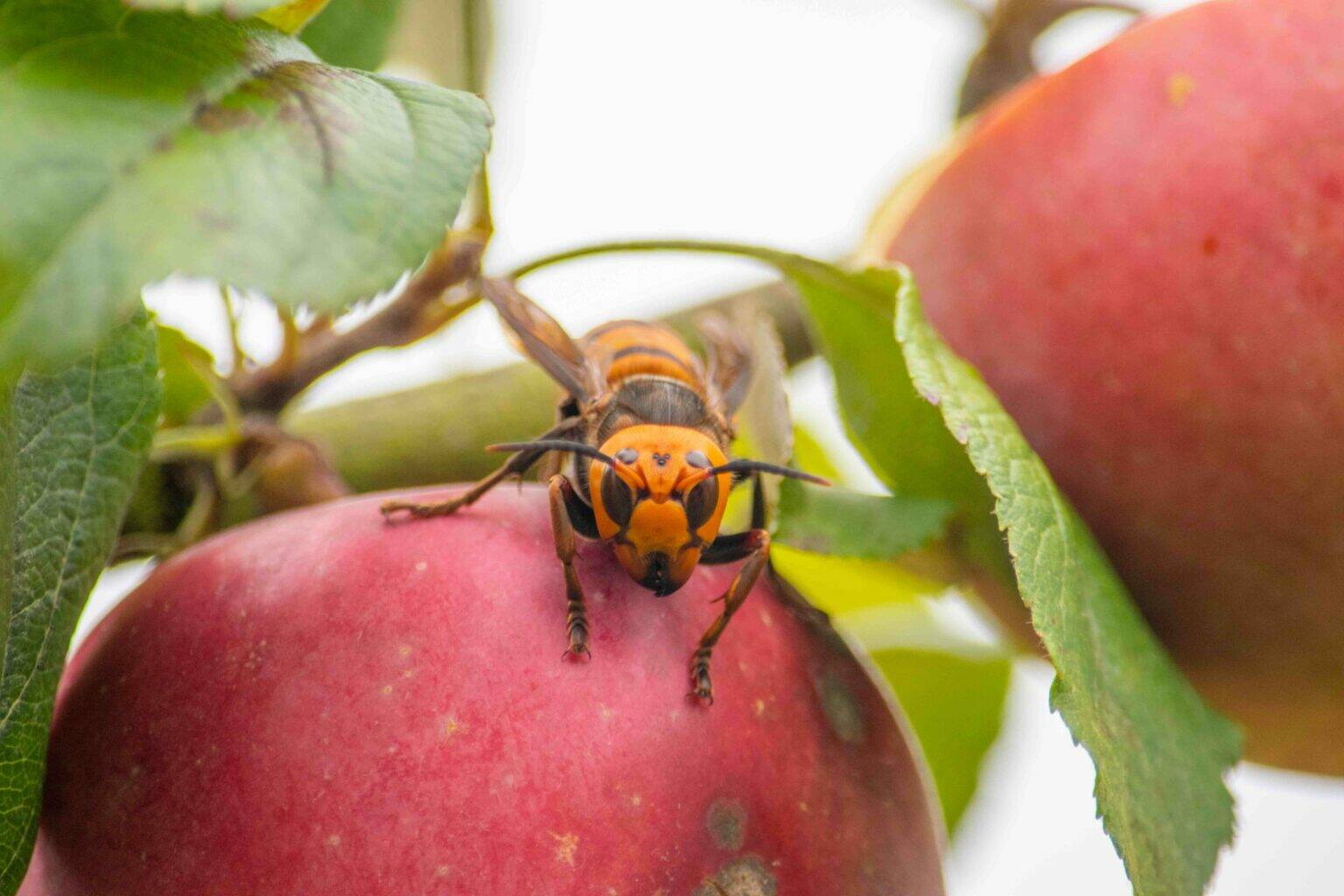 A northern giant hornet seen on an apple. (Photo courtesy of Washington State Department of Agriculture)